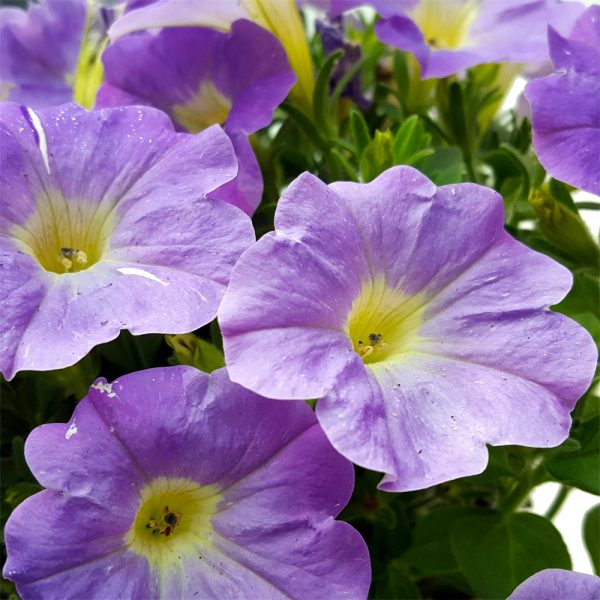 Petunia Semicurgatoare - imagine 6
