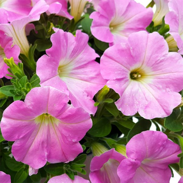 Petunia Semicurgatoare - imagine 4