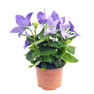 Platycodon