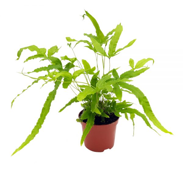 Feriga - Pteris ﻿﻿Evergemiensis - imagine 4