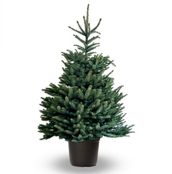 Picea pungens - Molid argintiu in ghiveci 2 metri