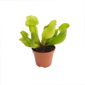 Plante carnivore mixte - imagine 4