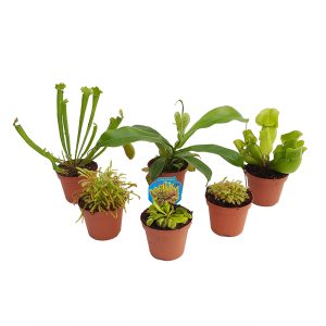 Plante carnivore mixte