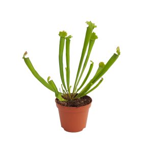 Plante carnivore mixte - imagine 2