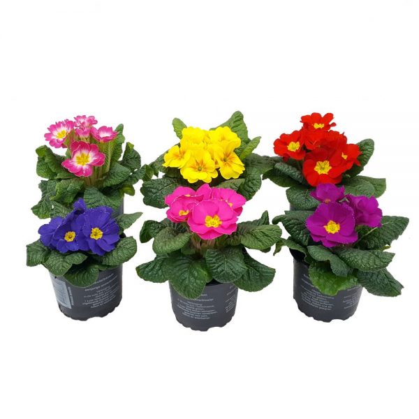 Primula Acaulis - imagine 7