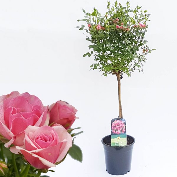 Rosa Garden trandafir