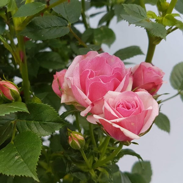 Rosa Garden - trandafir pe picior - imagine 3