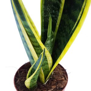 Sansevieria Laurentii bicolor - Limba soacrei - imagine 2