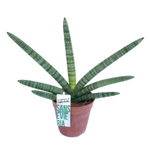 Sansevieria Cylindrica skyline