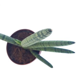 Sansevieria Cylindrica skyline - imagine 2
