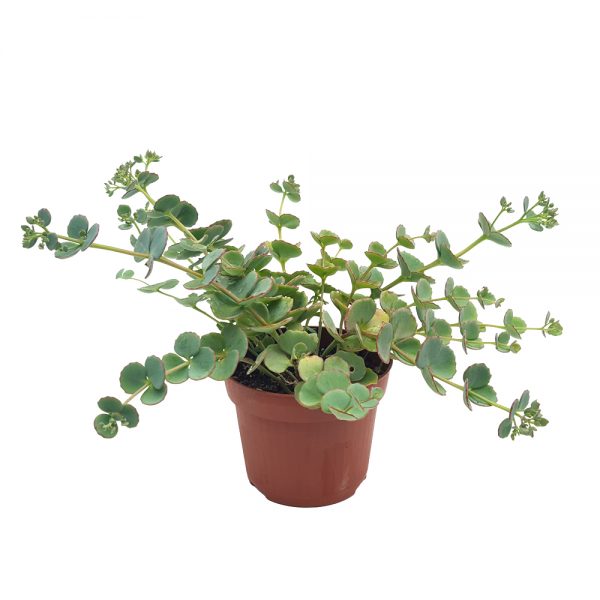Sedum Sieboldii