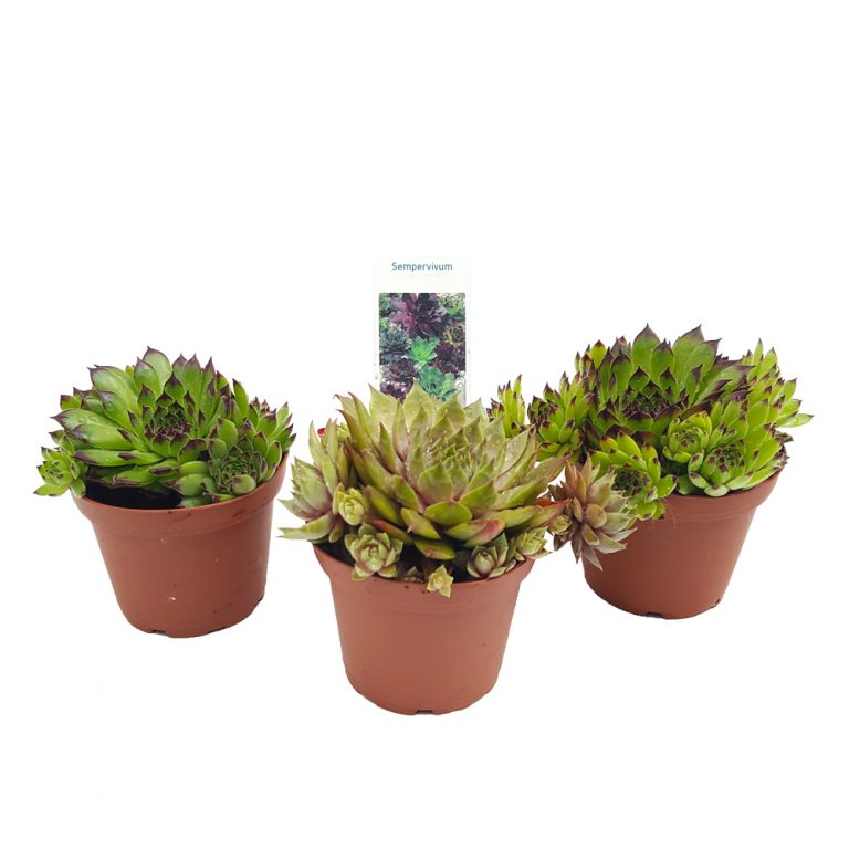 Sempervivum, rozete suculente pentru rocărie