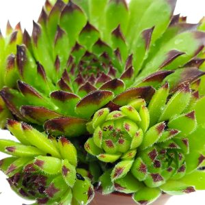 Sempervivum - imagine 2