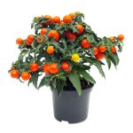Solanum capsicastrum, cireș de iarnă cu fructe colorate