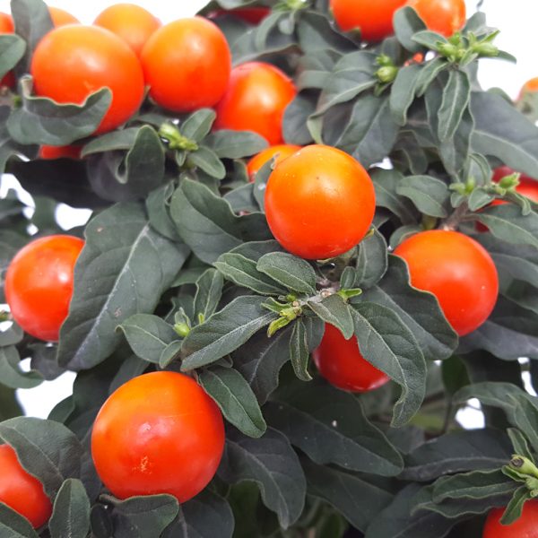 Solanum capsicastrum - imagine 2