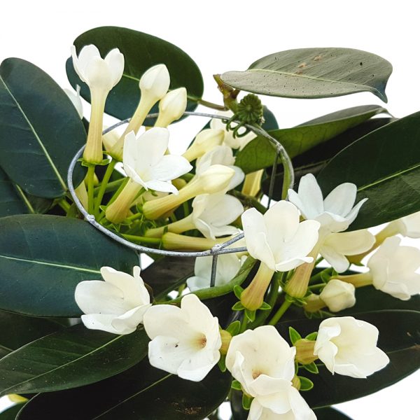 Iasomie de Madagascar - Stephanotis - imagine 2