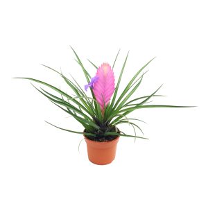 Tillandsia Anita