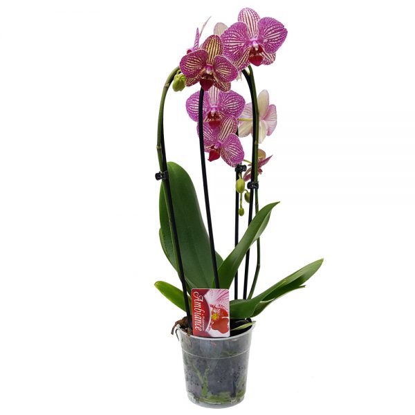 Orhidee - Phalaenopsis Arcada Elegant - imagine 6