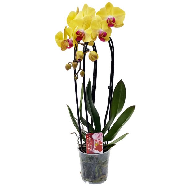 Orhidee - Phalaenopsis Arcada Elegant - imagine 7