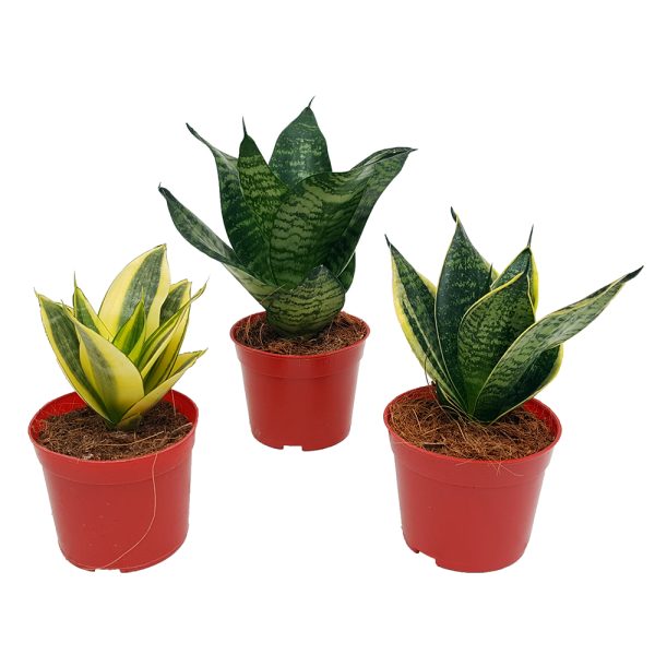 Sansevieria mini mixt - imagine 1