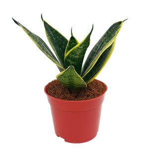 Sansevieria mini mixt - imagine 4