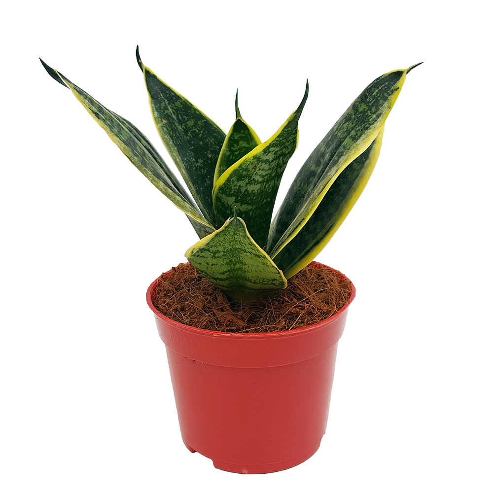 Untitled-1778 Sansevieria mini mixt - imagine 4