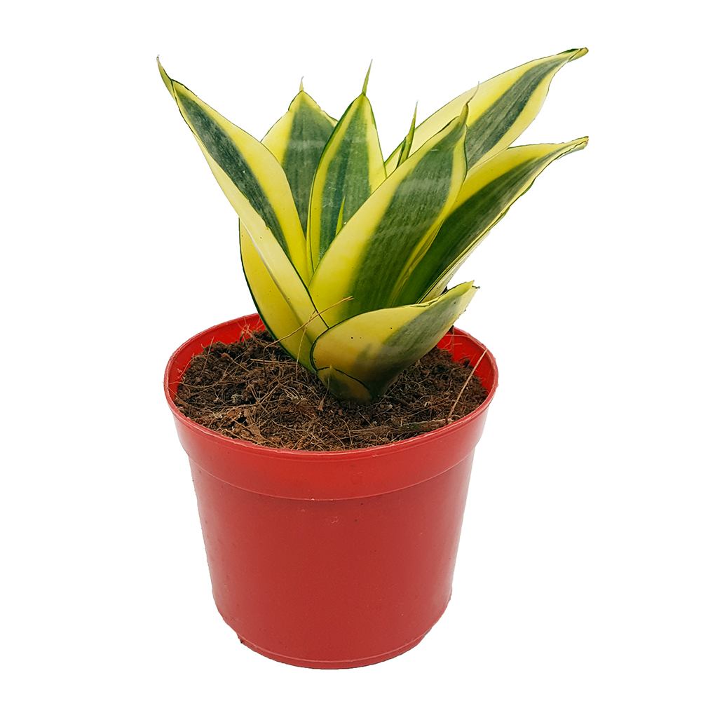 Untitled-188-1 Sansevieria mini mixt - imagine 2