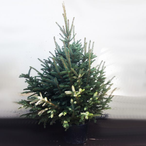 Picea pungens - Molid argintiu in ghiveci 2 metri - imagine 4