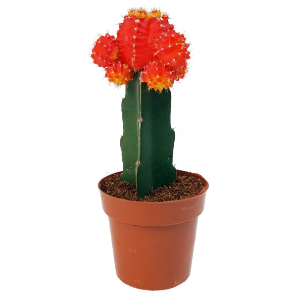 Cactus mixt altoit Gymnocalycium - imagine 3