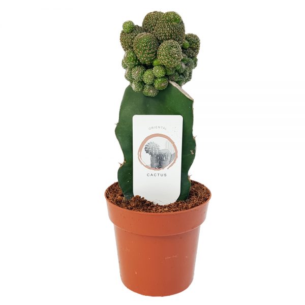 Cactus mixt altoit Gymnocalycium - imagine 4
