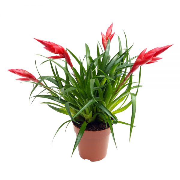 Vriesea astrid