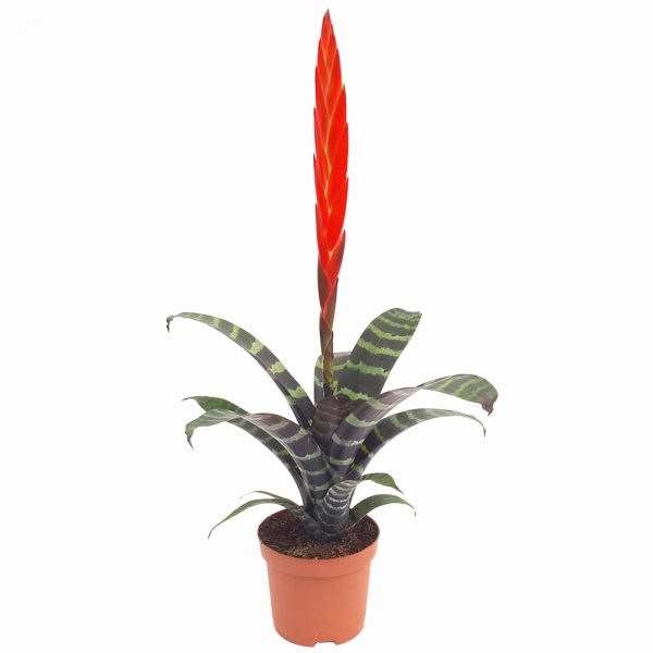 Vriesea Splenriet