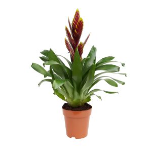 Vriesea extra - imagine 2