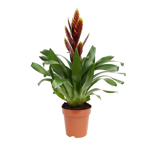 Vriesea extra - imagine 2