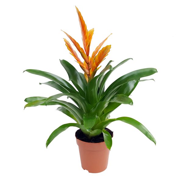 Vriesea extra - imagine 1