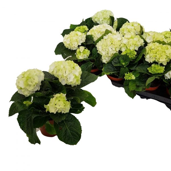 Hortensia in ghiveci D10 cm - imagine 3