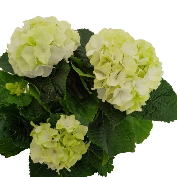 Hortensia in ghiveci D10 cm - imagine 2