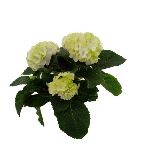 Hortensia in ghiveci D10 cm