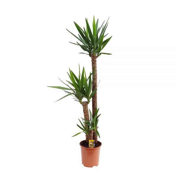 Yucca-3-Tulpini-Extra