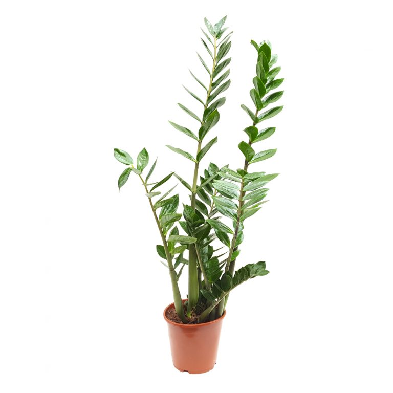 Zamioculcas D 21 H85