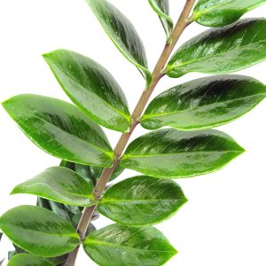 Zamioculcas D 21 H85 - ZZ PLANT - Planta eterna - imagine 2