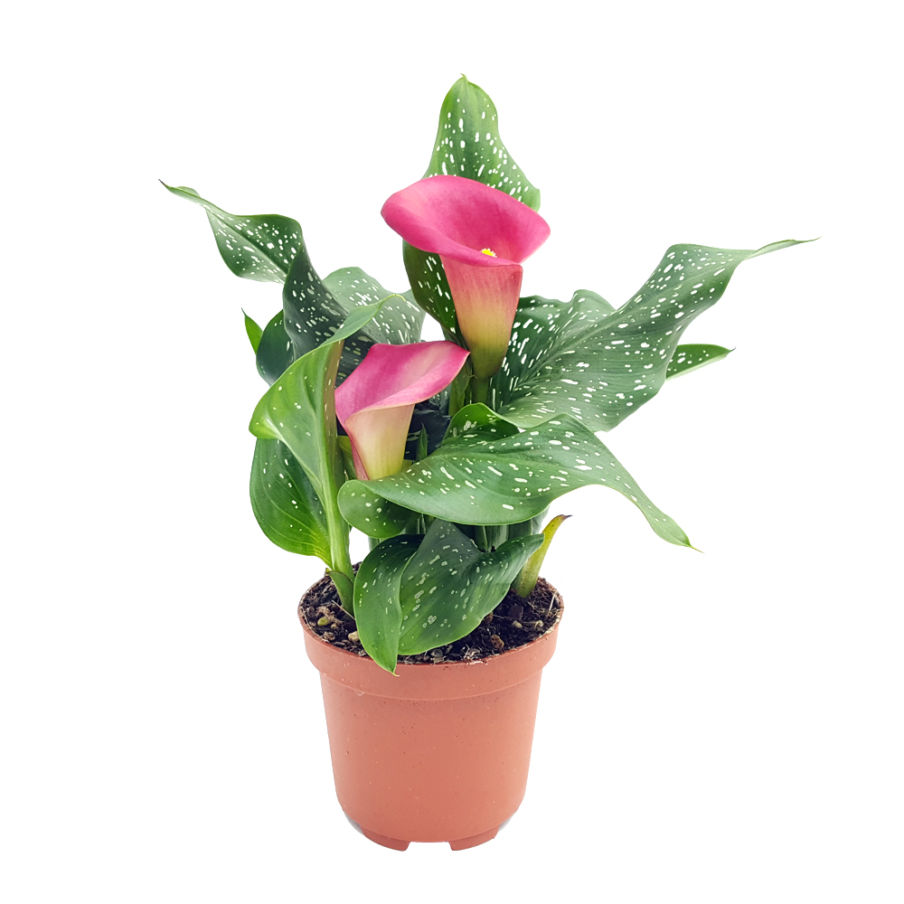 Cala - Zantedeschia mica Cala - Zantedeschia mica