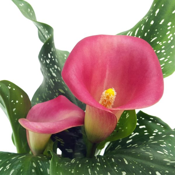 Cala - Zantedeschia mica - imagine 2