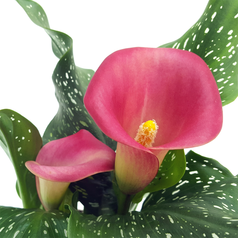 ZANTEDESCHIA-MICA-CALA-D10-H25-2600000002592-V2 Cala - Zantedeschia mica - imagine 2