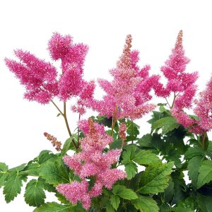 Astilbe - imagine 2