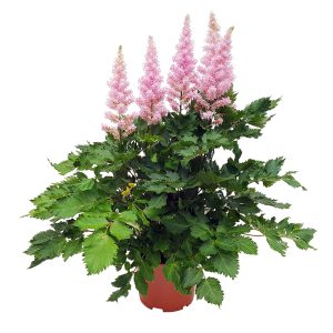 Astilbe - imagine 3