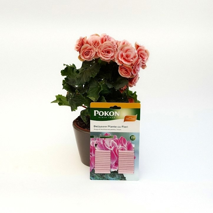begonia cu betisoare pokon plante cu flori