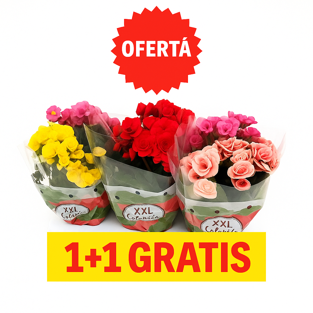 begonia elatior d14 1+1 gratis