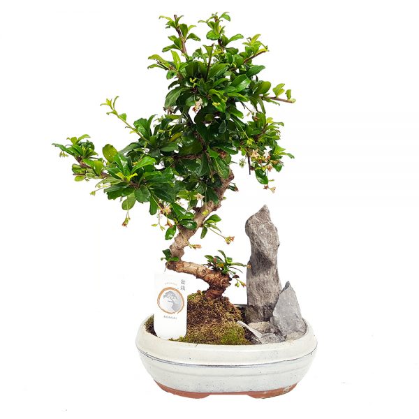 Bonsai in ghiveci D20 cu decor