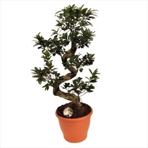 bonsai ficus ginseng